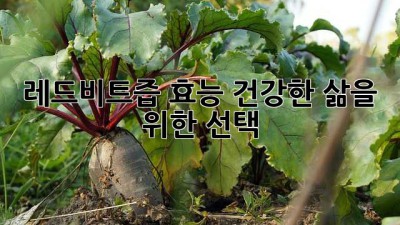 레드비트즙 효능: 건강한 삶을 위한 선택